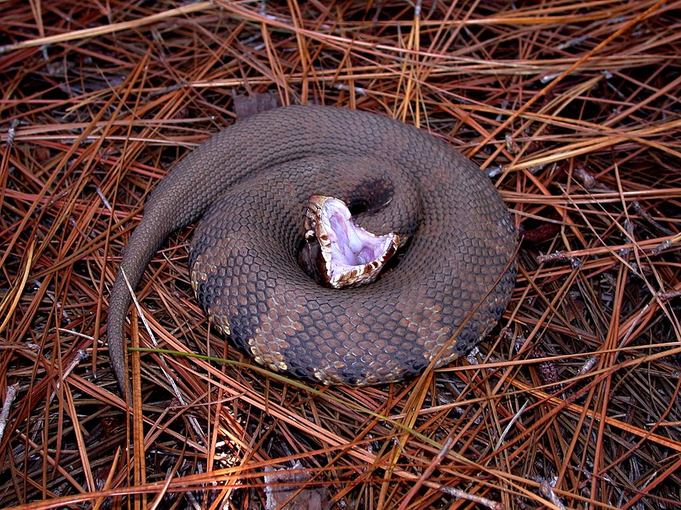 Coiled cottonmouth in pine straw showing the white inside of its open mouth