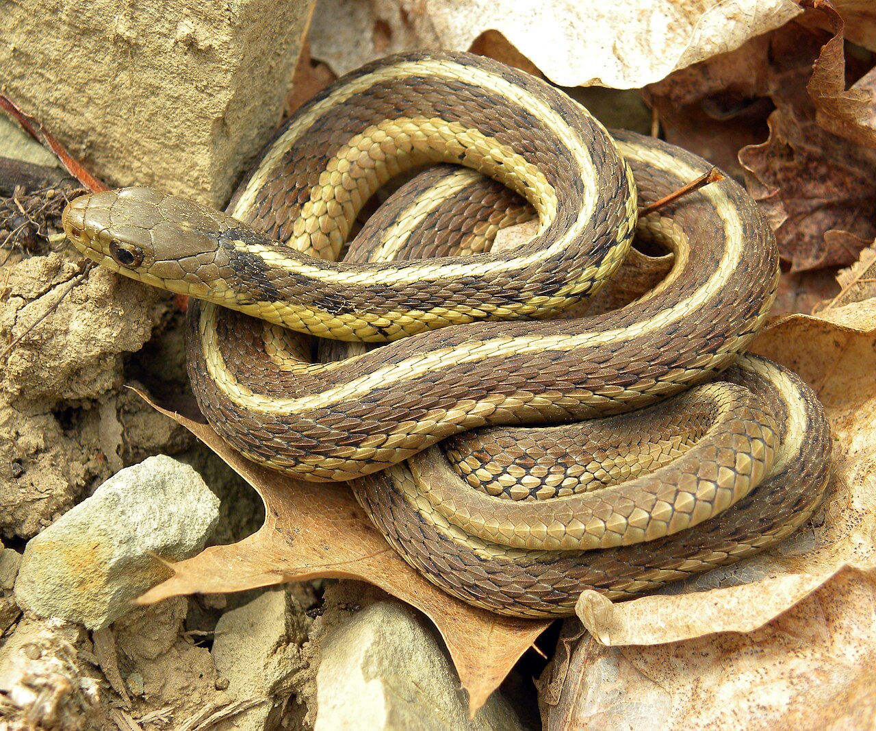 Eastern garter snake with pale yellow stripes coiled on dry leaves and rocks