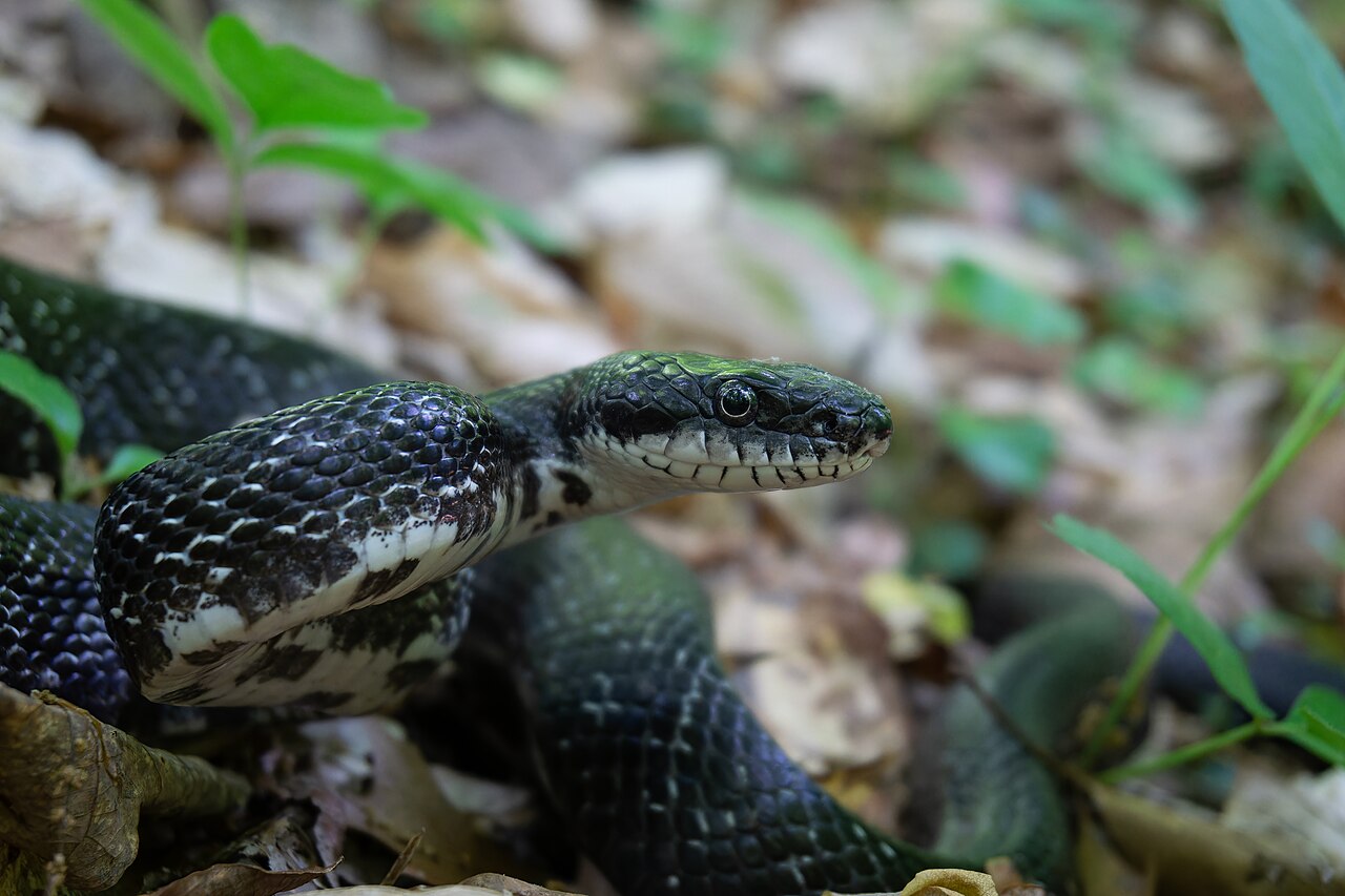 Eastern rat snake with its head raised among fallen leaves