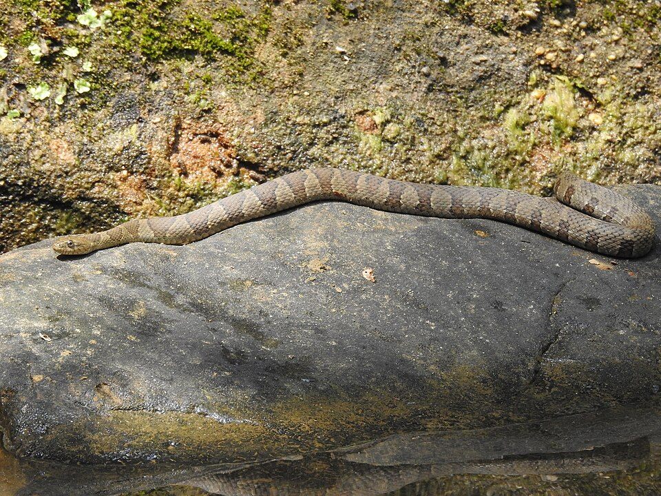 Northern watersnake with brown crossbands stretched along a gray rock